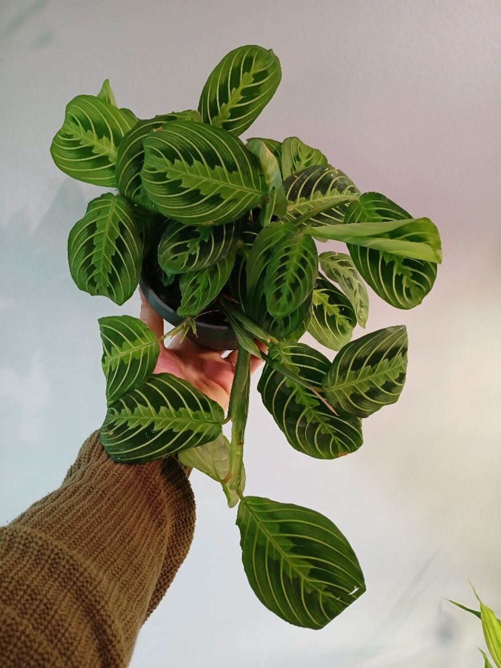 Lemon-lime Prayer Plant